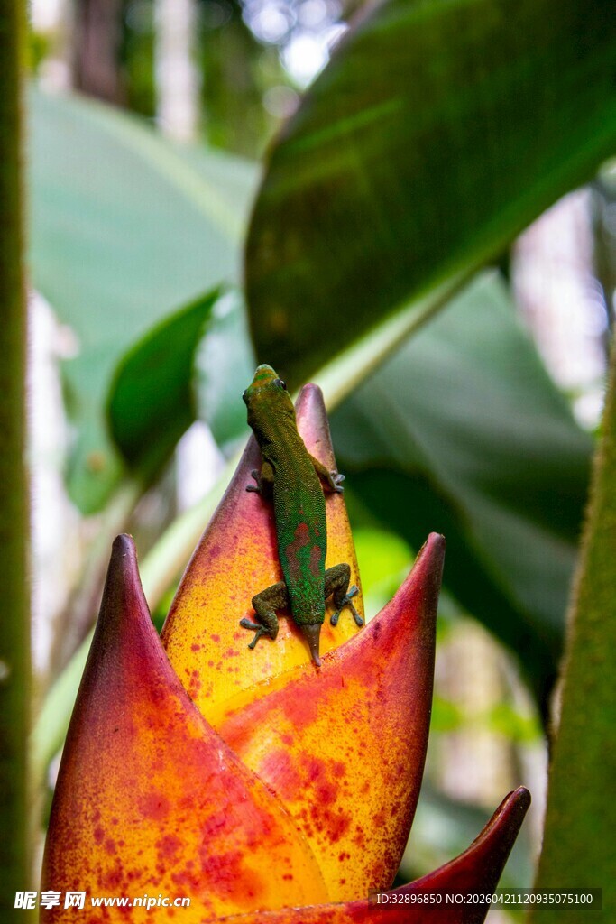 绿叶间的艳丽凤梨与蜥蜴
