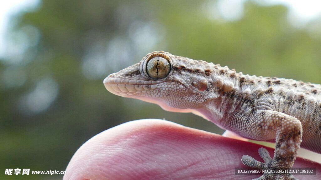 手掌上的小壁虎