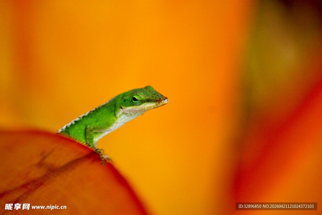 绿叶上的绿色蜥蜴