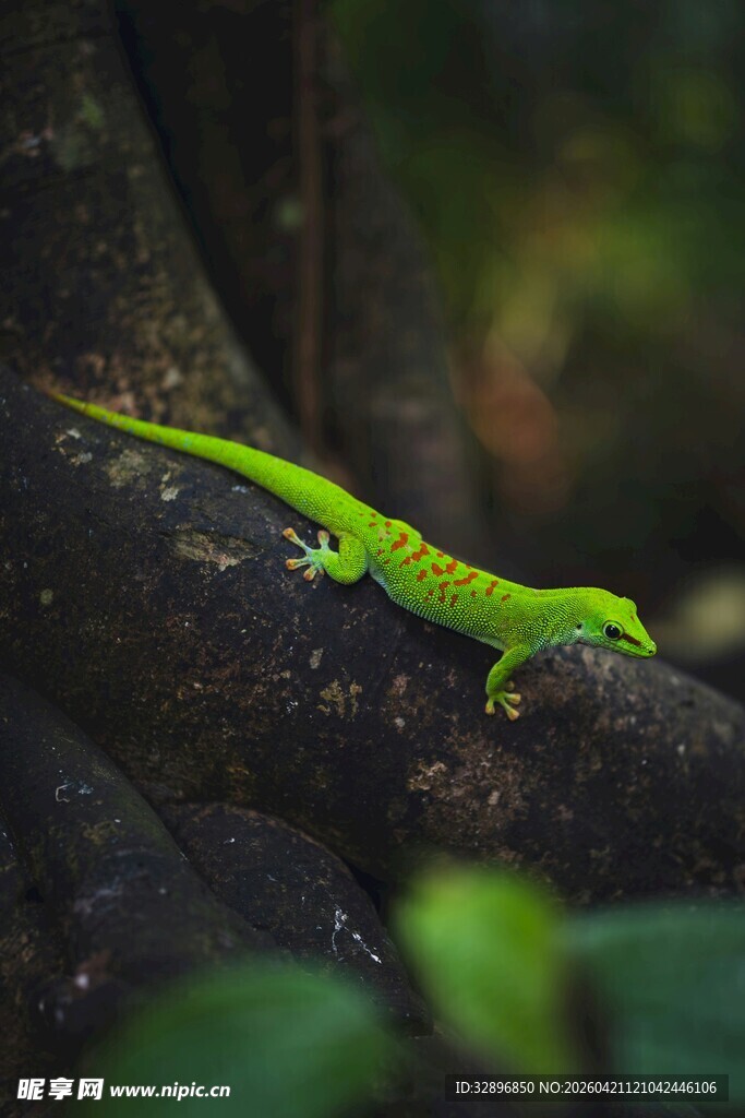 翠绿壁虎栖息于树干上