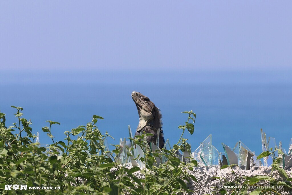 海边站立的可爱小动物