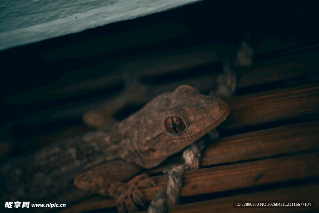 栖息于木上的褐色蜥蜴