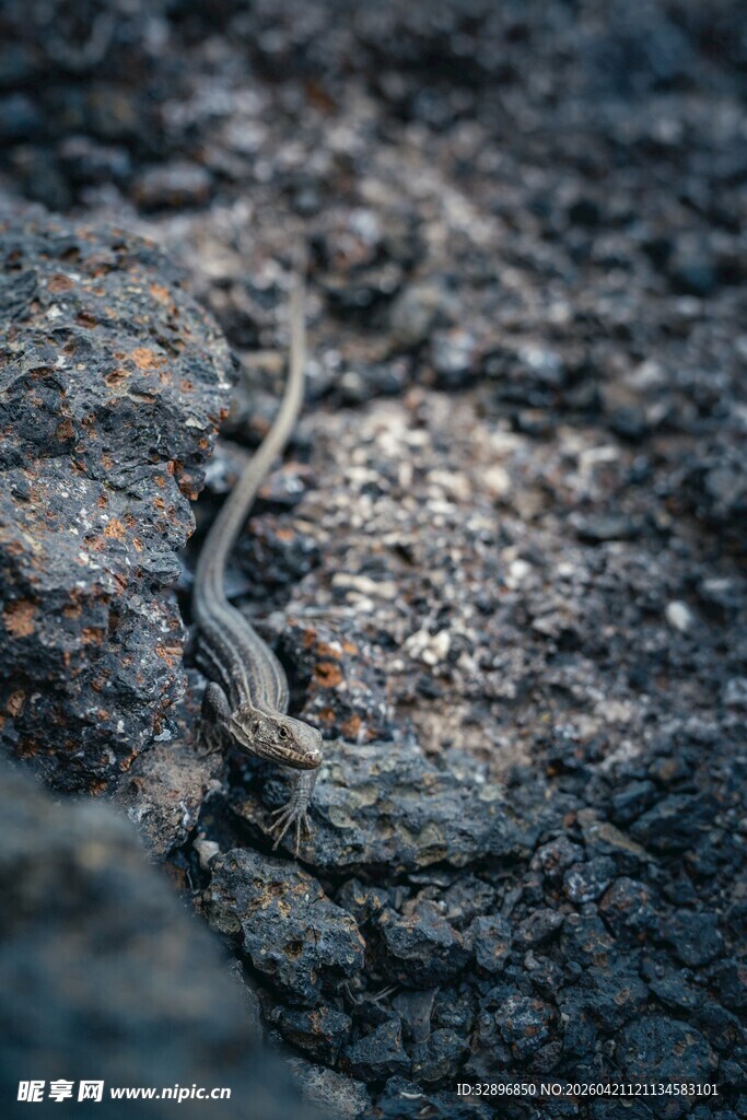 岩石上的小蜥蜴