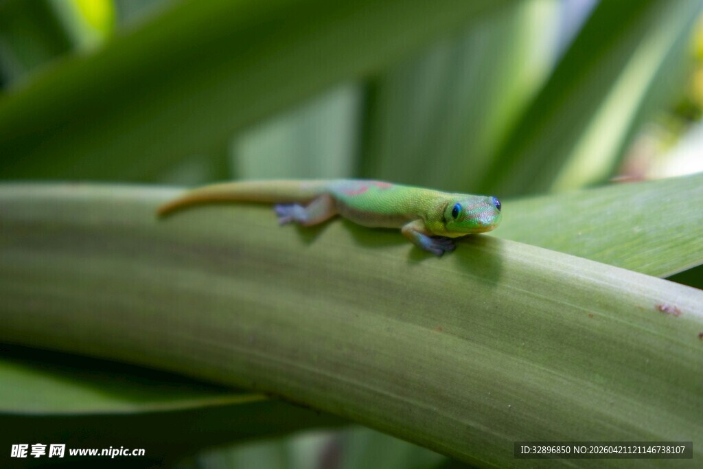 绿叶上的绿色小蜥蜴