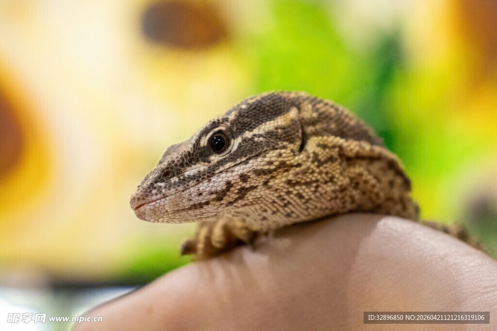 手托可爱蜥蜴特写