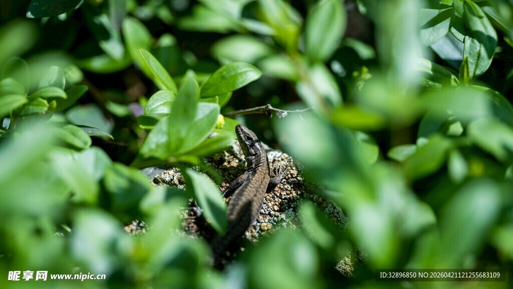 绿叶丛中的伪装昆虫