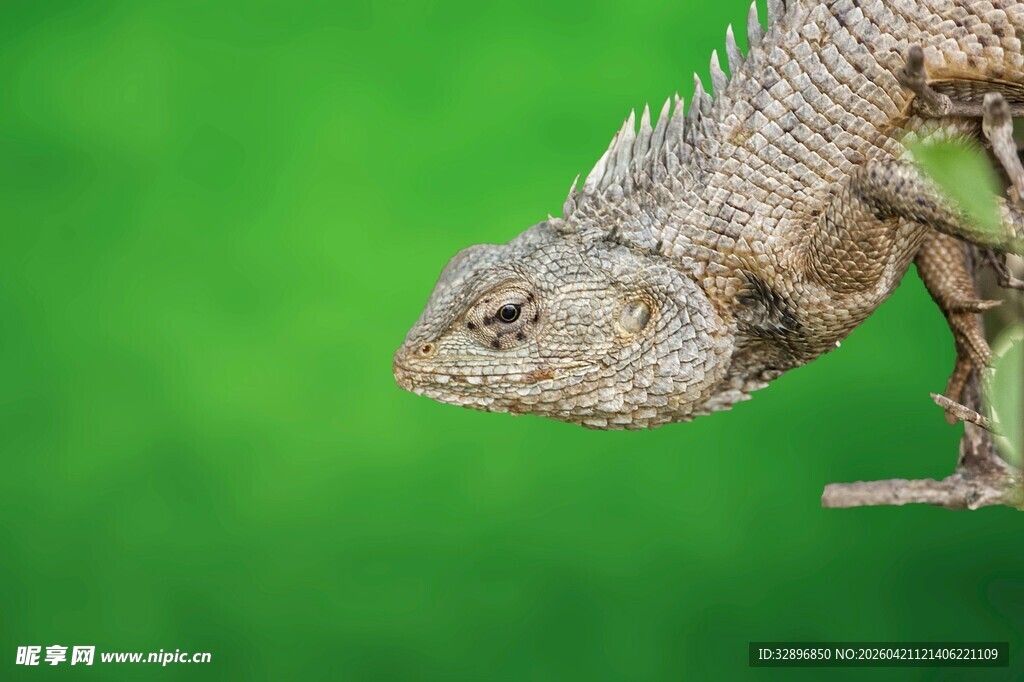 栖息枝头的蜥蜴