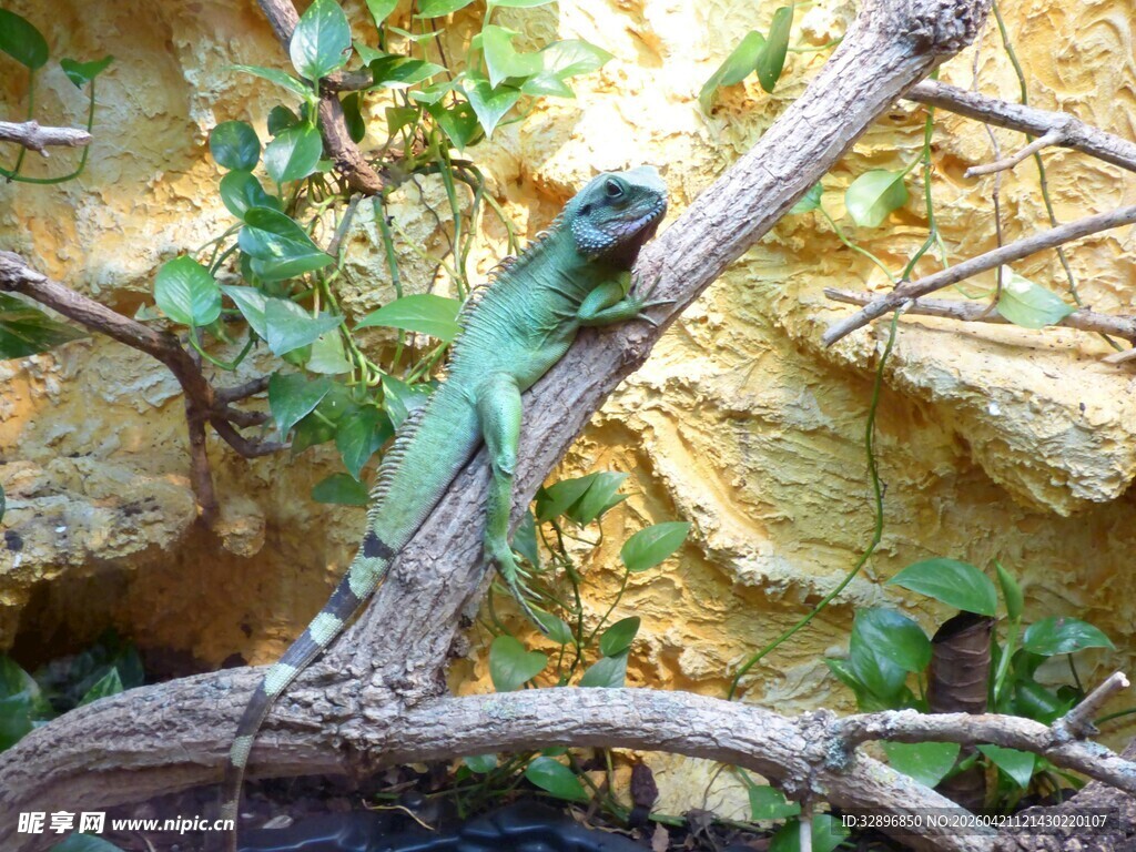 树枝上的绿色蜥蜴