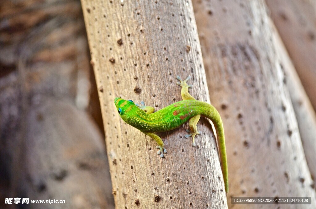 绿色壁虎攀附树干