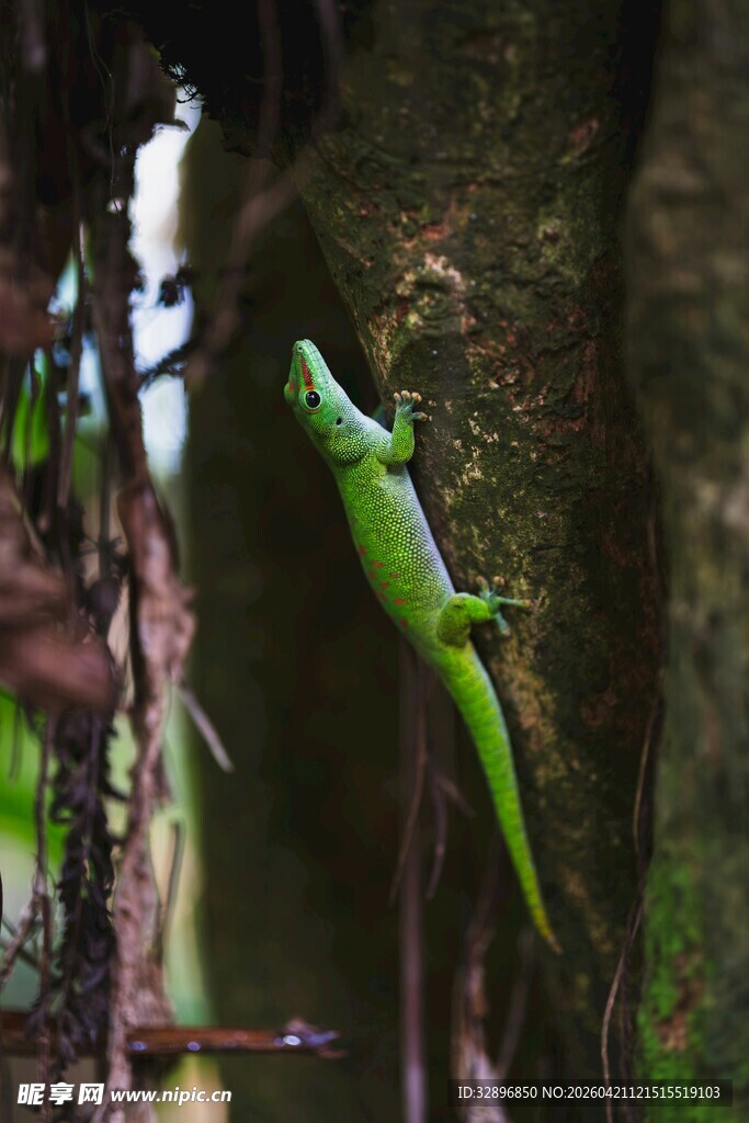 翠绿壁虎攀附树干