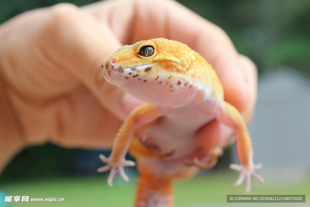 手托可爱豹纹守宫