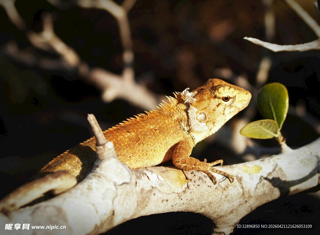 树枝上的金黄蜥蜴
