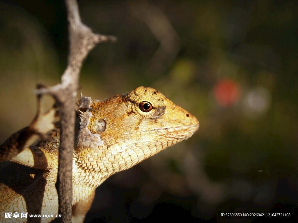 树枝上的蜥蜴特写