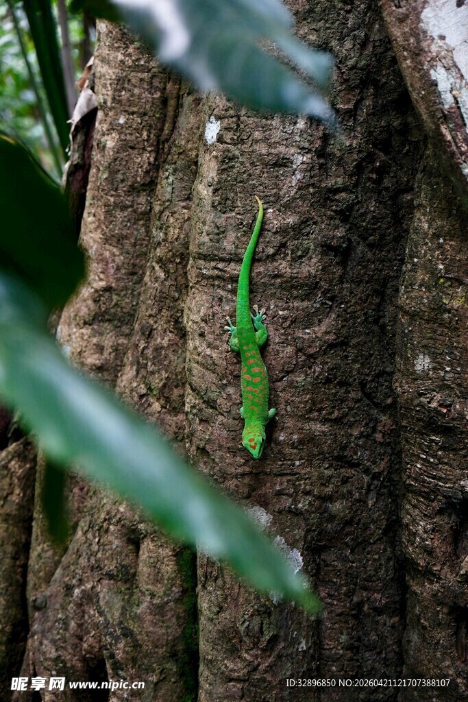 树干上的绿色蜥蜴