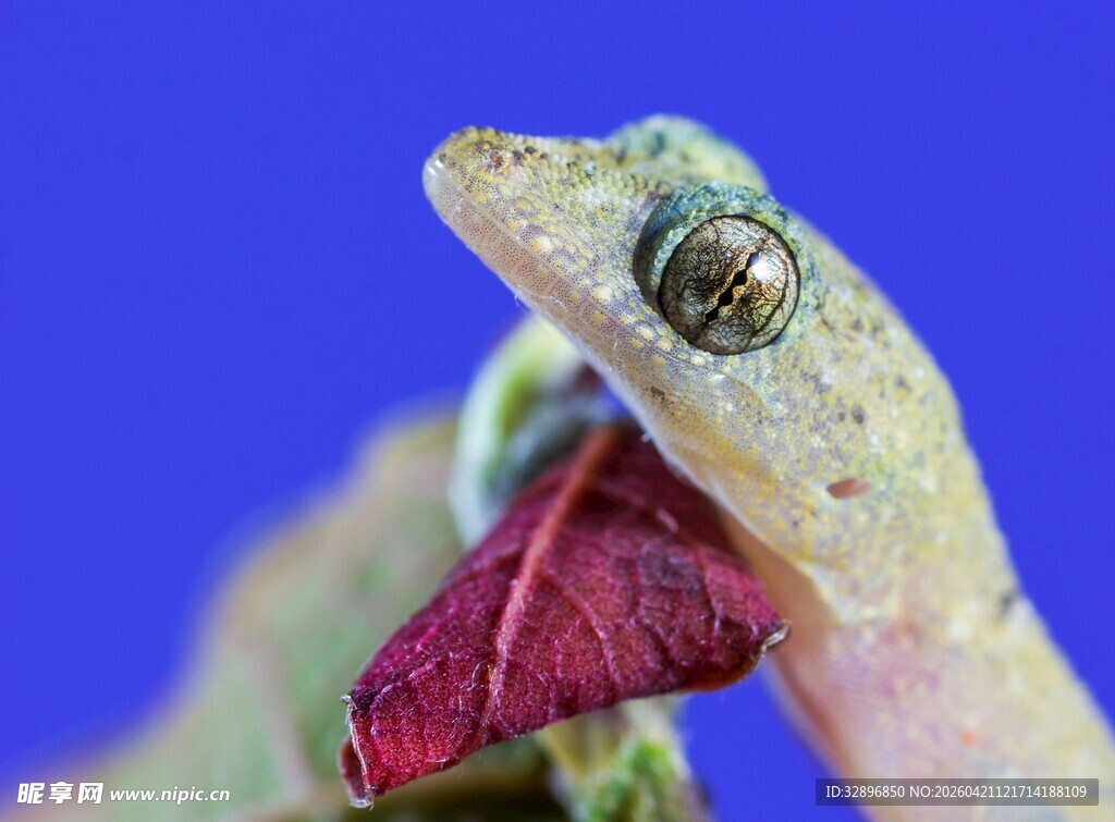 壁虎衔红叶特写