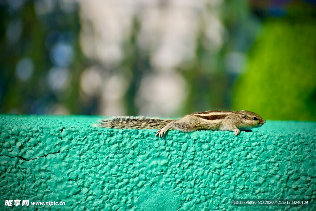 绿色织物上的小蜥蜴