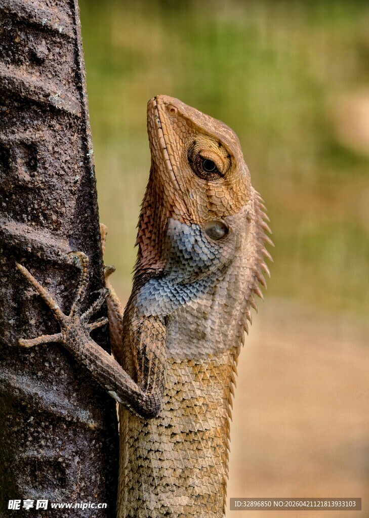 树旁蜥蜴特写