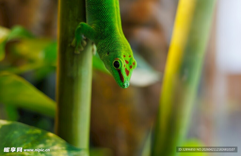 绿叶间的翠绿小蛇