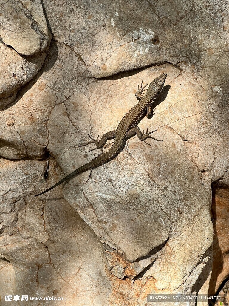 岩石上的蜥蜴