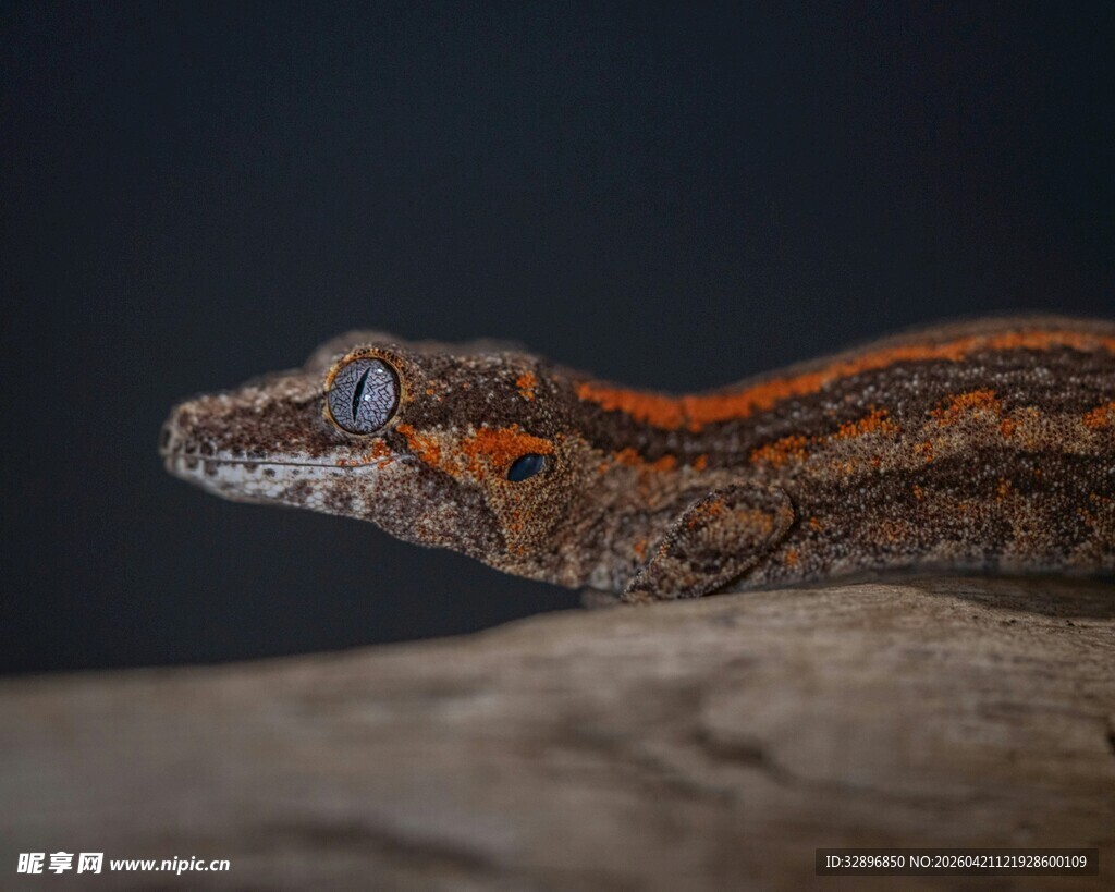 橙纹壁虎静栖于木上