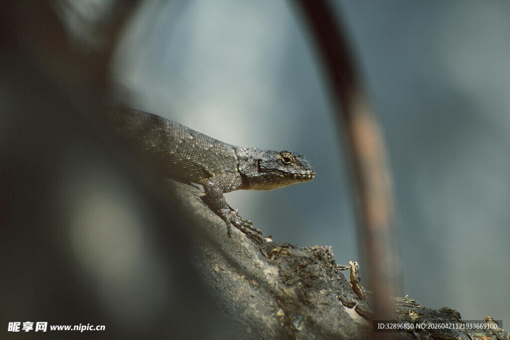 岩石上的蜥蜴特写