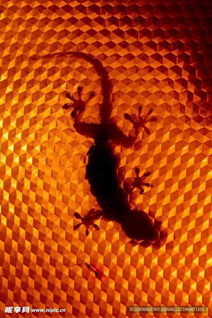 灯光下的壁虎剪影