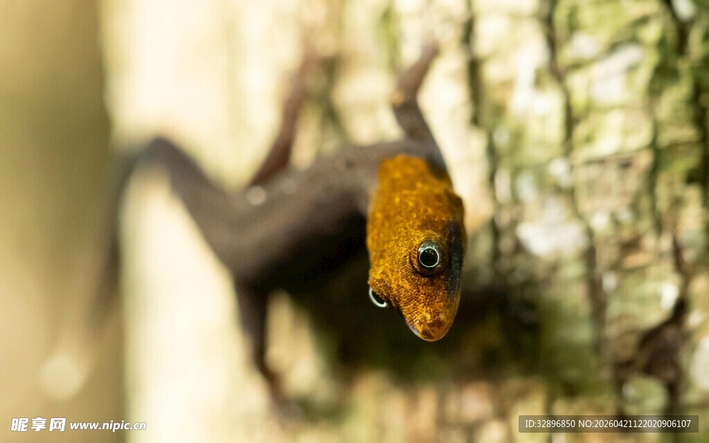 树干上的橙色小蛙