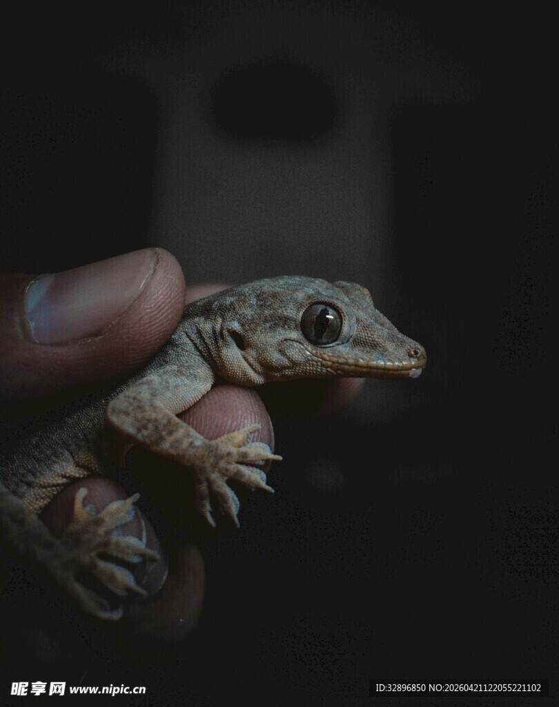手托小蜥蜴特写
