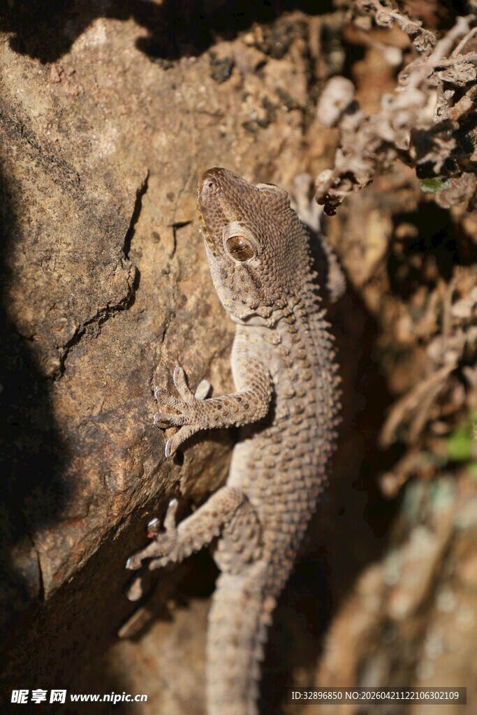 岩石上的小蜥蜴