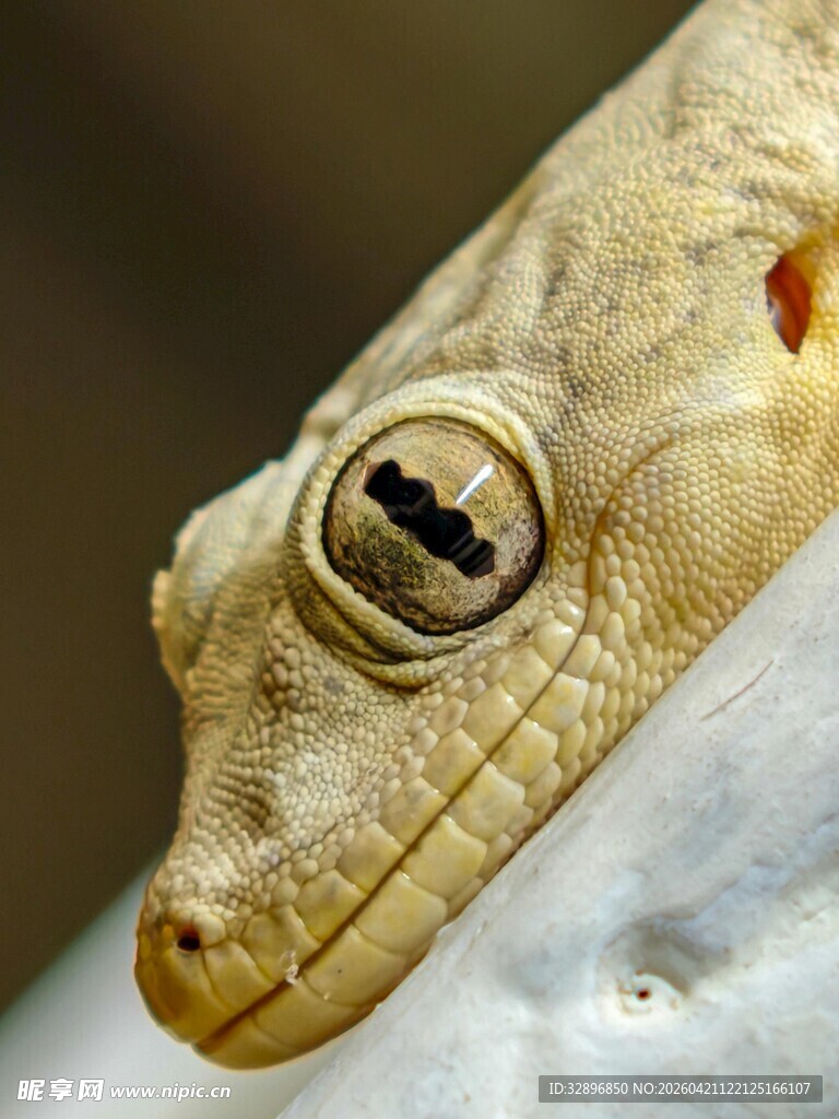 特写凝视的壁虎