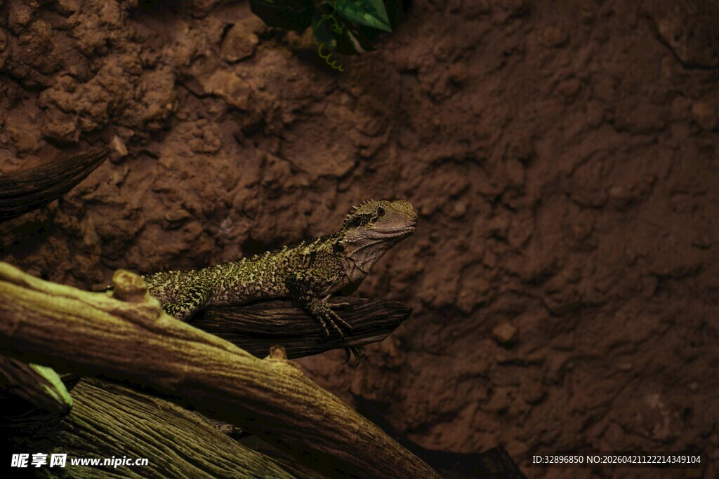 泥土中的木枝与绿色植物