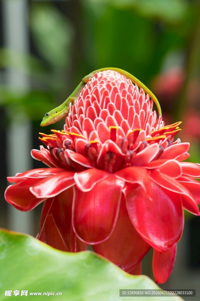 红花朵上的昆虫特写