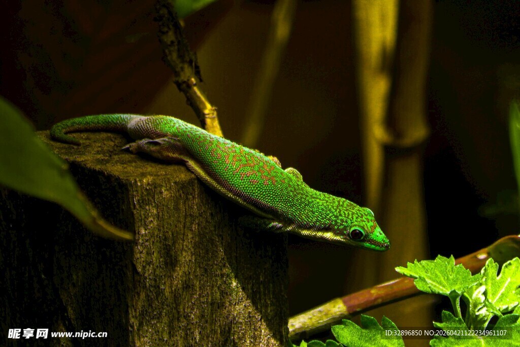 翠绿小鸟栖息枝头