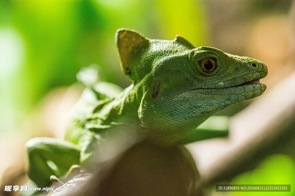 绿色蜥蜴栖息于枝头