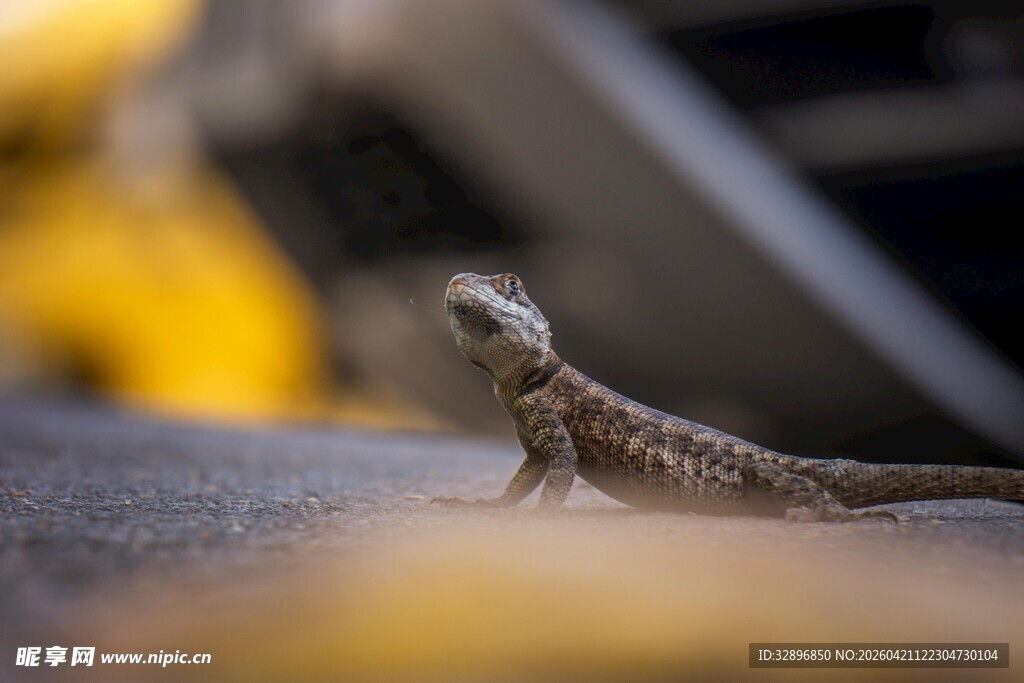 车内可爱小蜥蜴