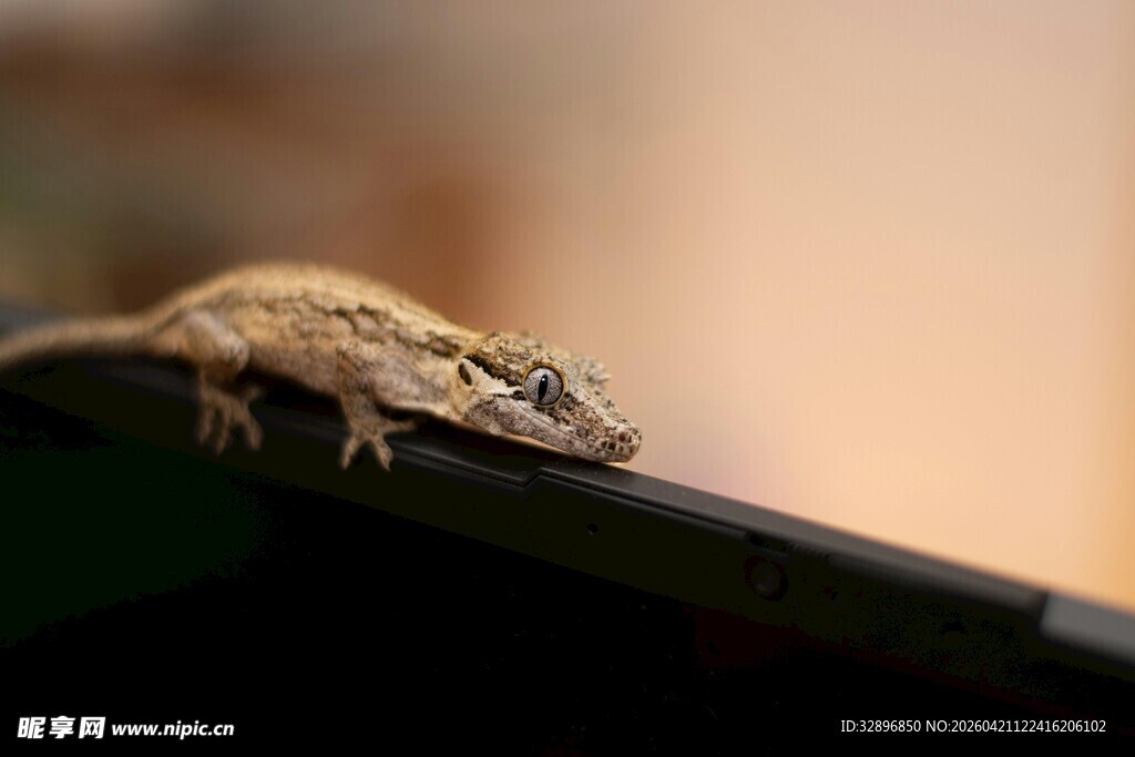 栖息在边缘的小蜥蜴