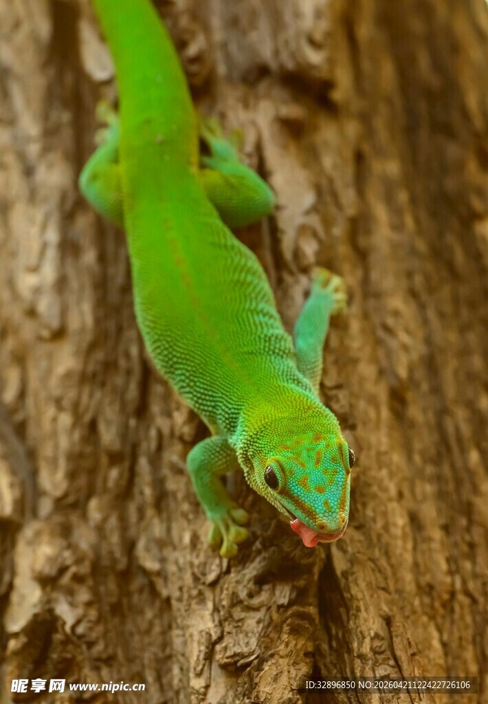 绿色壁虎攀附粗糙树干