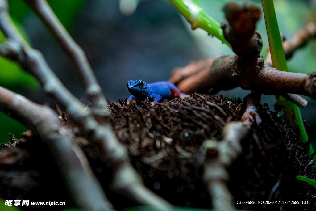 草丛中的蓝色甲虫