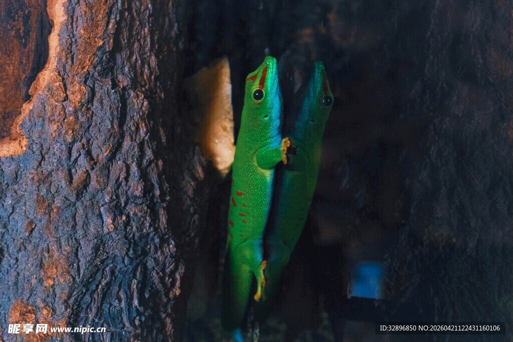 树干上的翠绿蜥蜴