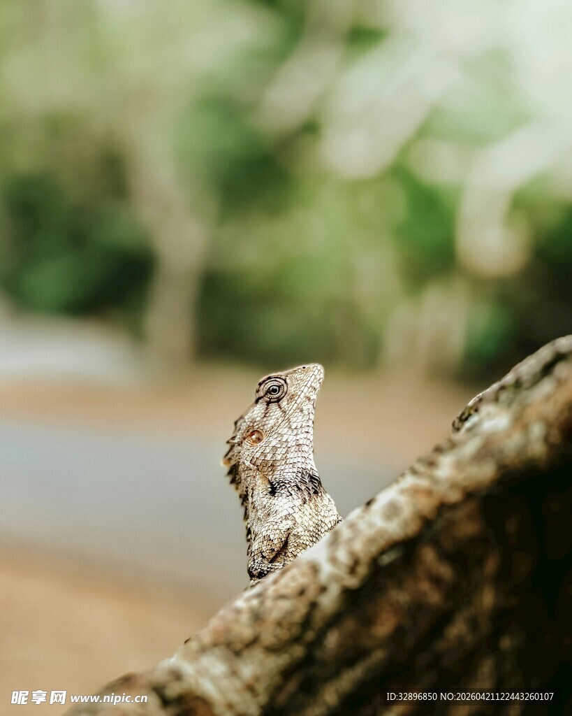 枝头栖息的蝴蝶