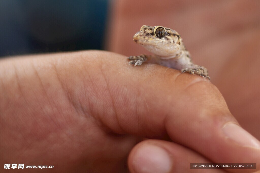 手掌上的小小蜥蜴