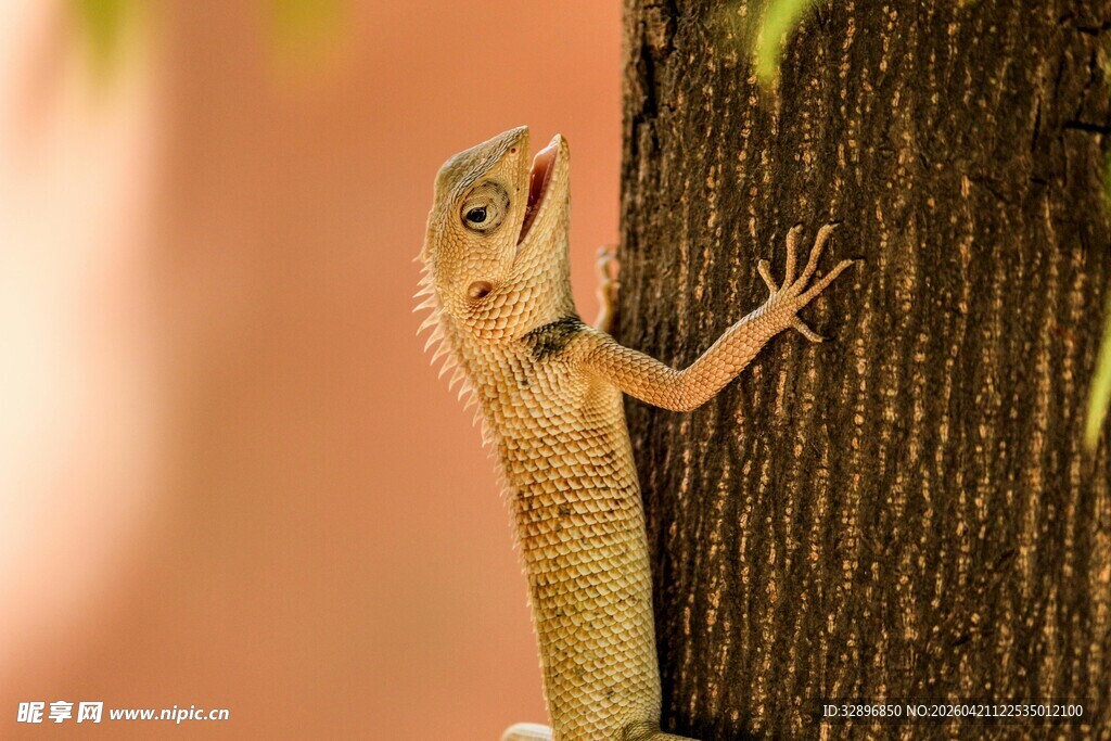 树干上的蜥蜴
