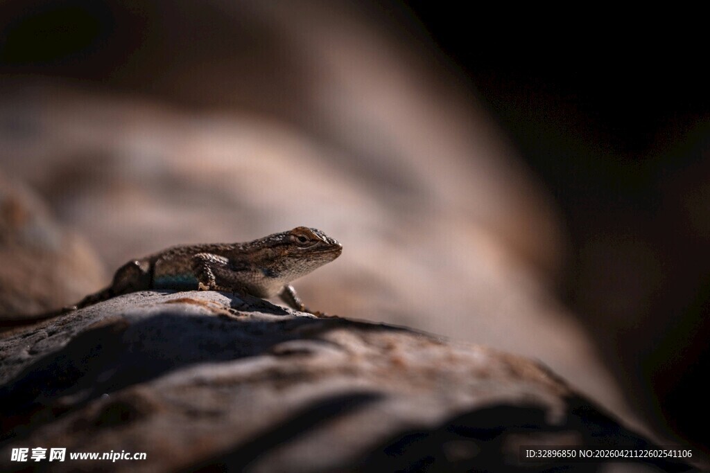 岩石上的小蜥蜴
