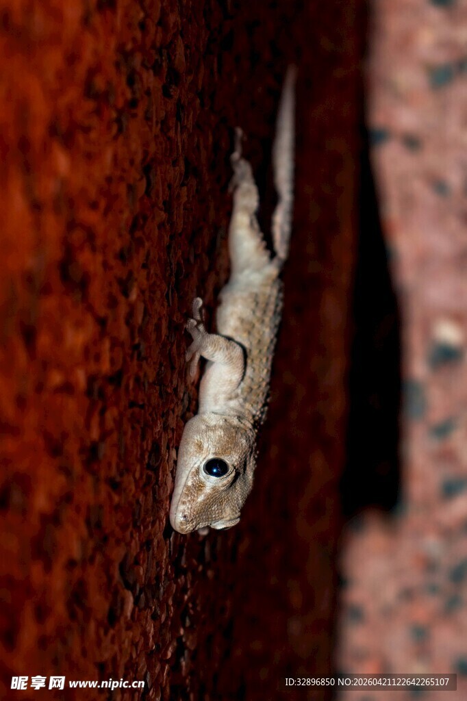 树干上的神秘飞蛾