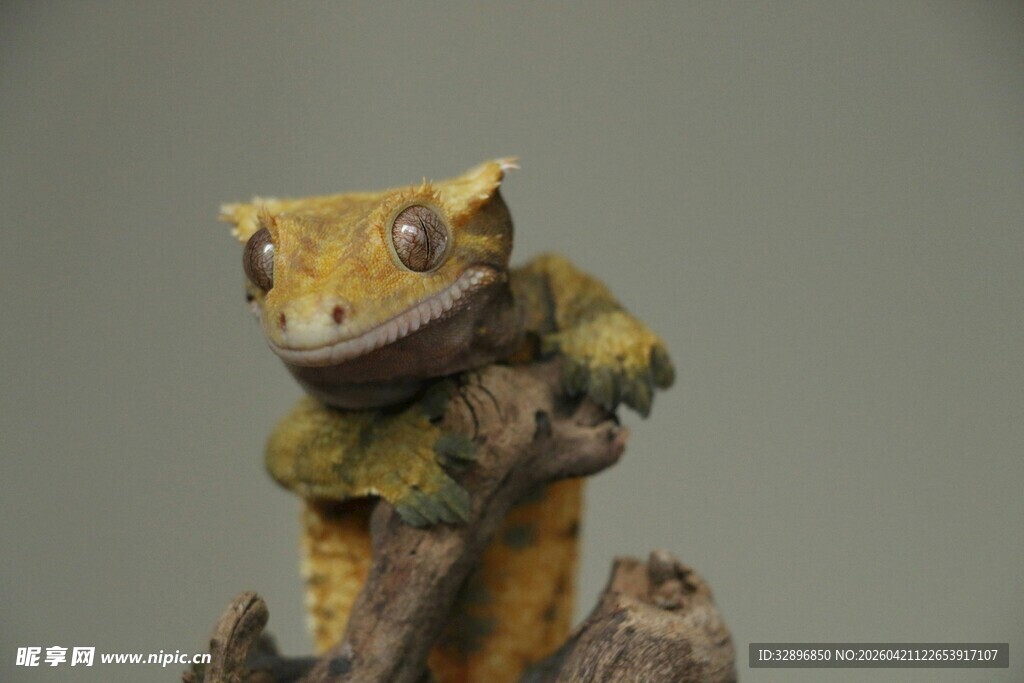 黄褐青蛙木雕摆件