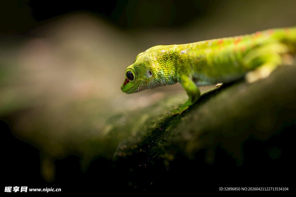 绿色壁虎栖息于叶片上