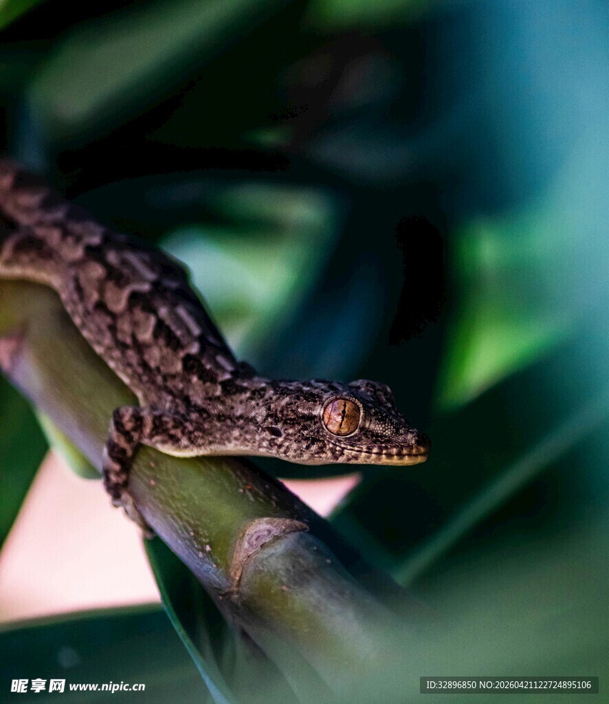 树枝上的花纹蜥蜴