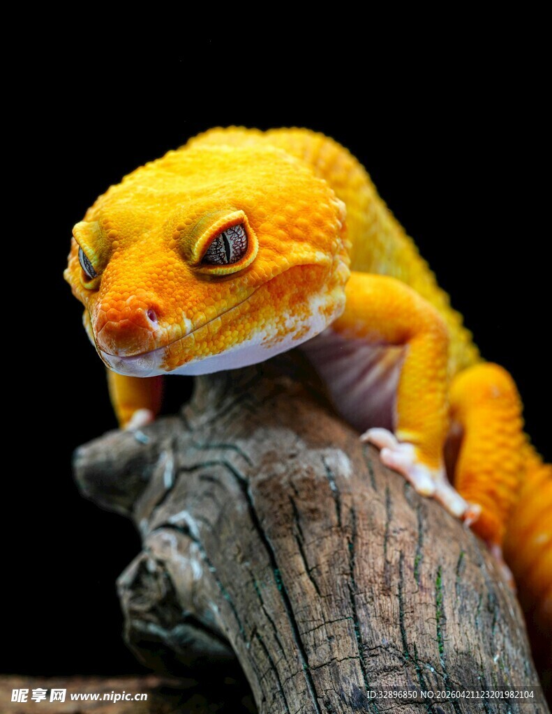 金黄蜥蜴栖息于木头上