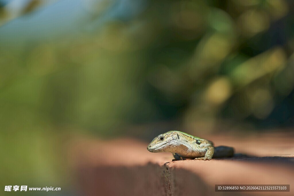 绿叶上的小巧青蛙
