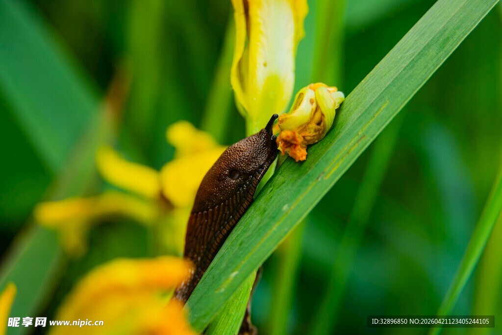绿叶上的棕色甲虫